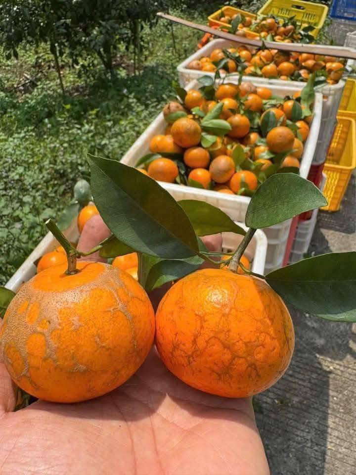 Trên chợ mạng, quýt sim cũng được rao bán rầm rộ. Nhiều tiểu thương cho biết, chỉ cần đăng bán là có khách đặt hàng. Ảnh: FB Lê Huyền Trang