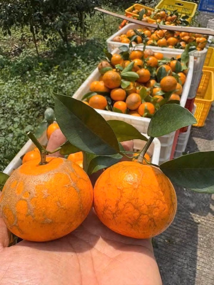 Trên chợ mạng, quýt sim cũng được rao bán rầm rộ. Nhiều tiểu thương cho biết, chỉ cần đăng bán là có khách đặt hàng. Ảnh: FB Lê Huyền Trang