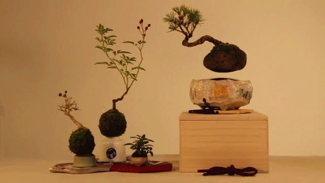 Có kích thước nhỏ hơn bonsai truyền thống, bonsai bay rất tiện khi trưng bày trên bàn làm việc. Ảnh: Colossal