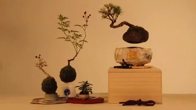 Có kích thước nhỏ hơn bonsai truyền thống, bonsai bay rất tiện khi trưng bày trên bàn làm việc. Ảnh: Colossal