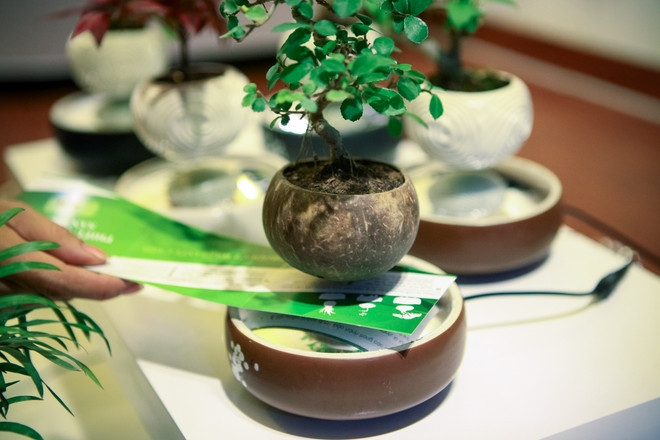 Bonsai bay làm từ gáo dừa, một sản phẩm rất thân thiện mang đậm phong cách Việt. Ảnh: Vietnam+