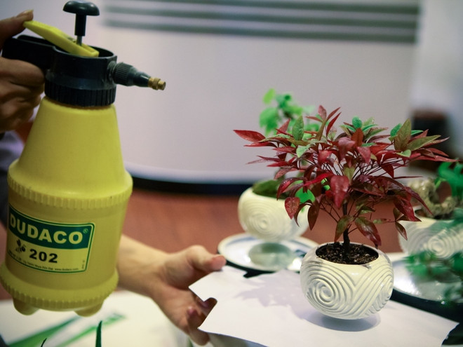 Việc chăm sóc bonsai bay khá đơn giản, một tuần chỉ cần tưới 2 -3 lần. Ảnh: Vietnam+