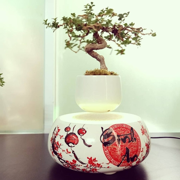Ngoài hàng nhập khẩu từ Nhật Bản, khách hàng có thể chọn bonsai bay do Việt Nam sản xuất. Trong đó, bonsai bay xuất xứ Nhật Bản giá đắt hơn hàng Việt Nam. Ảnh: Bonsai bay VN