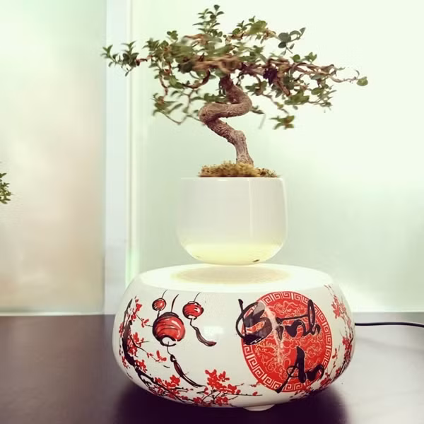 Ngoài hàng nhập khẩu từ Nhật Bản, khách hàng có thể chọn bonsai bay do Việt Nam sản xuất. Trong đó, bonsai bay xuất xứ Nhật Bản giá đắt hơn hàng Việt Nam. Ảnh: Bonsai bay VN