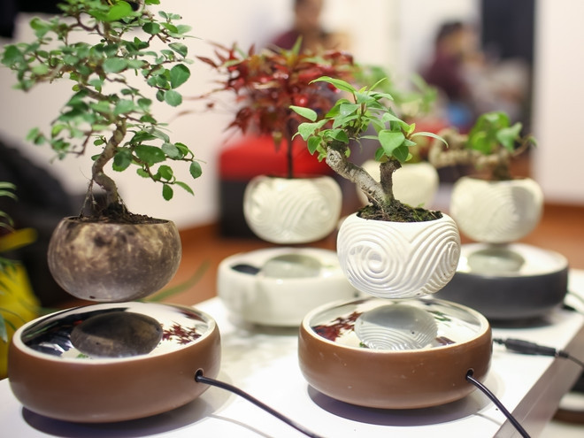 Kết hợp giữa yếu tố truyền thống và hiện đại, ngay khi vừa ra đời bonsai bay đã được lòng nhiều người trồng cây kiểng. Ảnh: Vietnam+