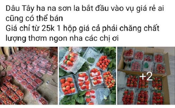Vì sao dâu tây giá rẻ tràn ngập chợ? Vi sao dau tay gia re tran ngap cho?