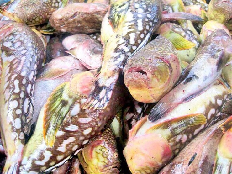  Cá bùng binh (hay cá cung đình) là một loài cá đặc sản ít người biết tại Quảng Ngãi. Ảnh: Internet