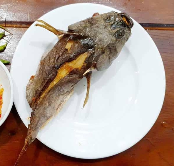 Trái với vẻ ngoài xấu xí và đầy gai góc, thịt cá bùng binh màu trắng ngà, dai ngọt, săn chắc và mùi vị thơm ngon. Ảnh: Dân Việt