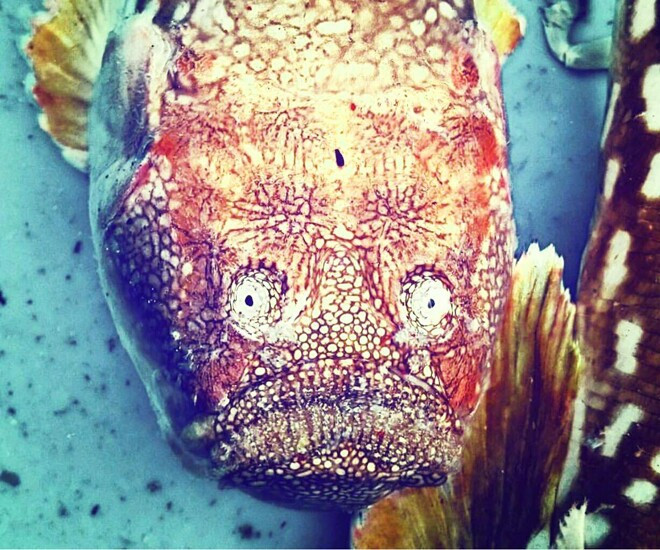 Cá bùng binh có ngoại hình xấu xí, khá đáng sợ, vừa giống cá nóc, vừa giống cá mặt quỷ. Ảnh: Internet