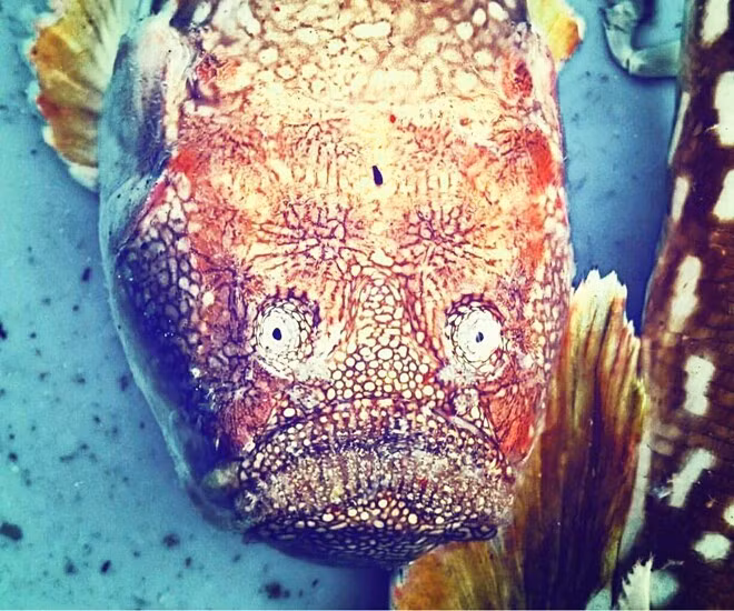 Cá bùng binh có ngoại hình xấu xí, khá đáng sợ, vừa giống cá nóc, vừa giống cá mặt quỷ. Ảnh: Internet