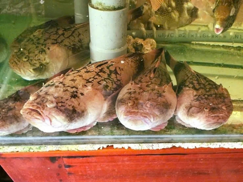 Loài cá này thường sống trong hang hốc, khe đá và rạn san hô dưới đáy biển nên khó phát hiện. Ảnh: VOV