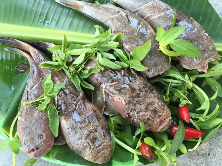 Cá bùng binh có thể chế biến thành nhiều món như hấp, nấu lẩu, nấu canh chua, chiên, kho cay ngọt, nướng...Ảnh: Facebook