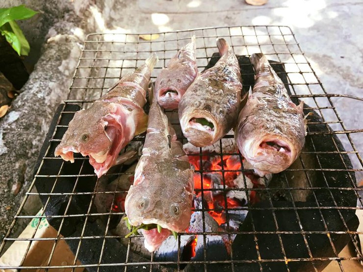 Ở vùng biển Quảng Ngãi, cá bùng binh có quanh năm, nhưng nhiều nhất là vào mùa xuân và mùa hè. Ảnh: Fcaebook