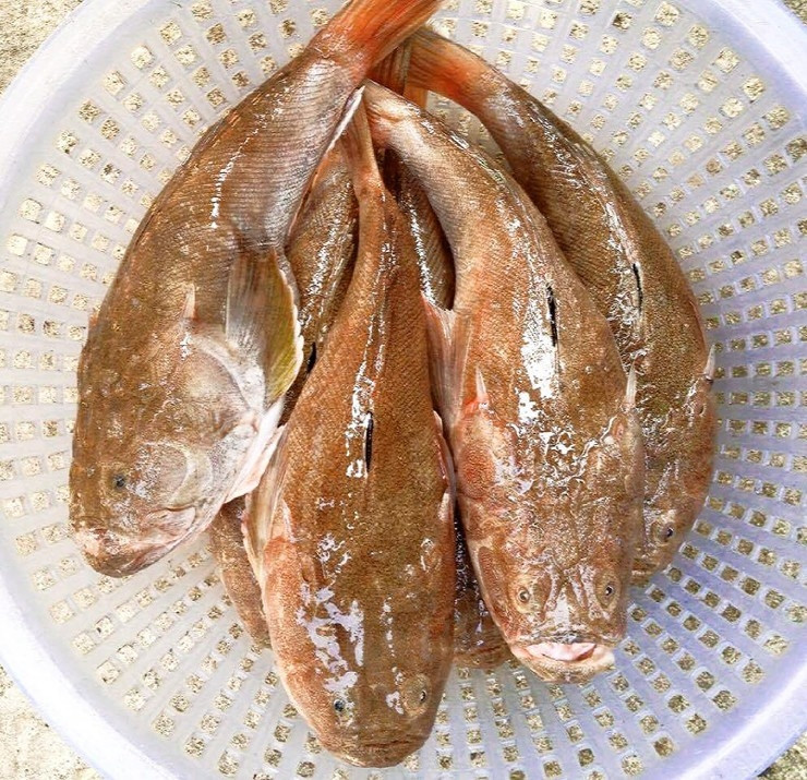 Thân cá nhiều gai nhọn nên khi cắn câu hay mắc lưới, ngư dân phải gỡ cẩn thận, tránh bị đâm bầm tím. Ảnh: Internet