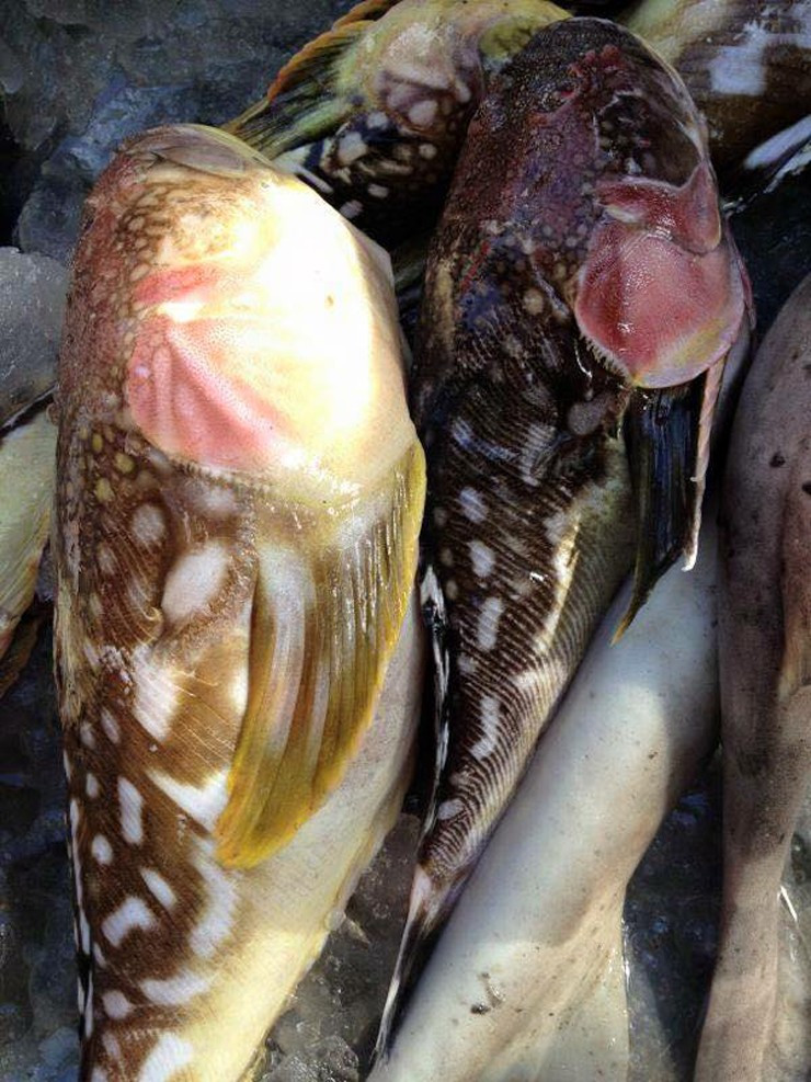 Vào mùa, cá bùng binh được ngư dân Quảng Ngãi bán từ 40.000-60.000 đồng/kg. Ảnh: Fcebook