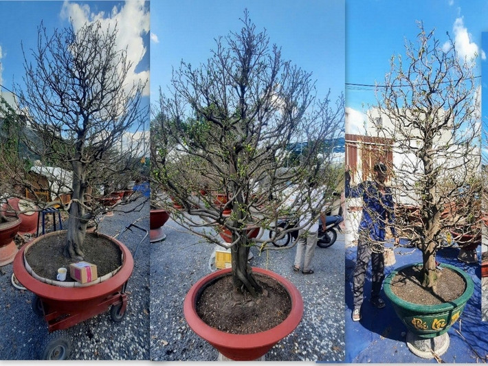 Những chậu mai vàng được nhà vườn ở phường Hiệp Bình Chánh (TP Thủ Đức) rao bán từ 300 - 500 triệu đồng mỗi chậu. Ảnh: Dân Việt
