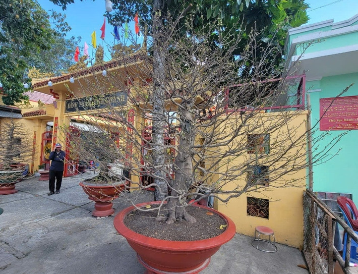 Chậu mai vàng 800 triệu trên vỉa hè đường Phạm Văn Đồng (TP. Thủ Đức). Ảnh: Dân Việt