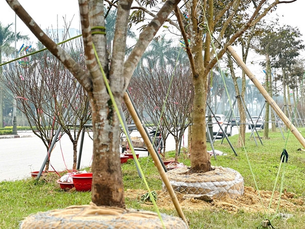 Những gốc mai cổ thụ được rao bán 200 triệu đồng/gốc. Ảnh: Tiền phong