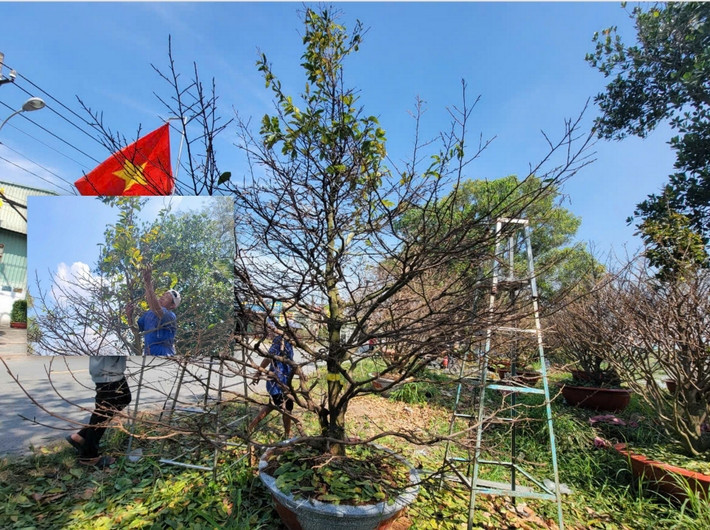 Tại làng mai Bình Lợi (huyện Bình Chánh, TP HCM), nhiều cây mai khủng cao tới 3m. Ảnh: Dân Việt