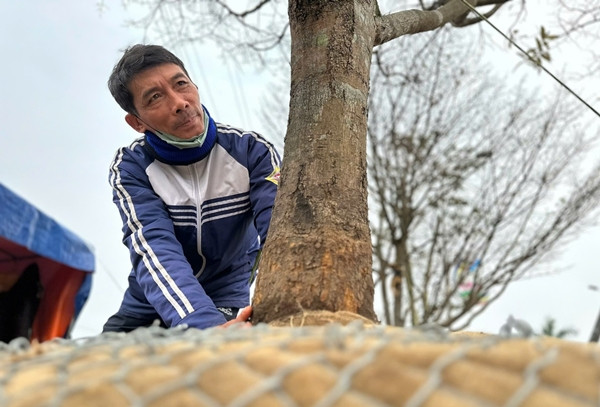 Chủ nhân của gốc mai khủng cho biết, cây cao trên 6m, gốc cây thẳng, hoa nở màu vàng rực, 5-8 cành. Ảnh: Tiền phong