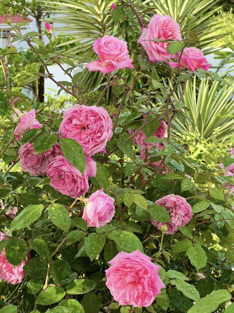 Hồng là một trong những loài hoa yêu thích nhất của bà xã MC Quyền Linh. Ảnh: FB Dạ Thảo