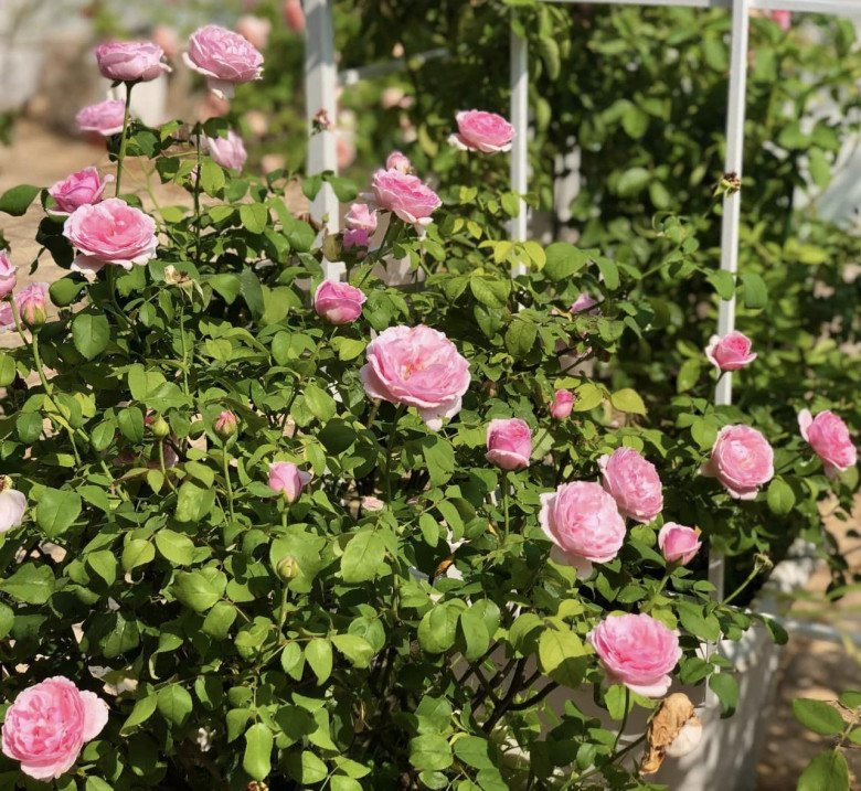 Giá trị của khu vườn không chỉ nằm ở số tiền đầu tư ban đầu (mỗi gốc hồng từ vài trăm nghìn đến hàng chục triệu đồng), mà còn ở công sức và tình yêu gia đình nam MC Quyền Linh dành cho nó. Ảnh: FBNV