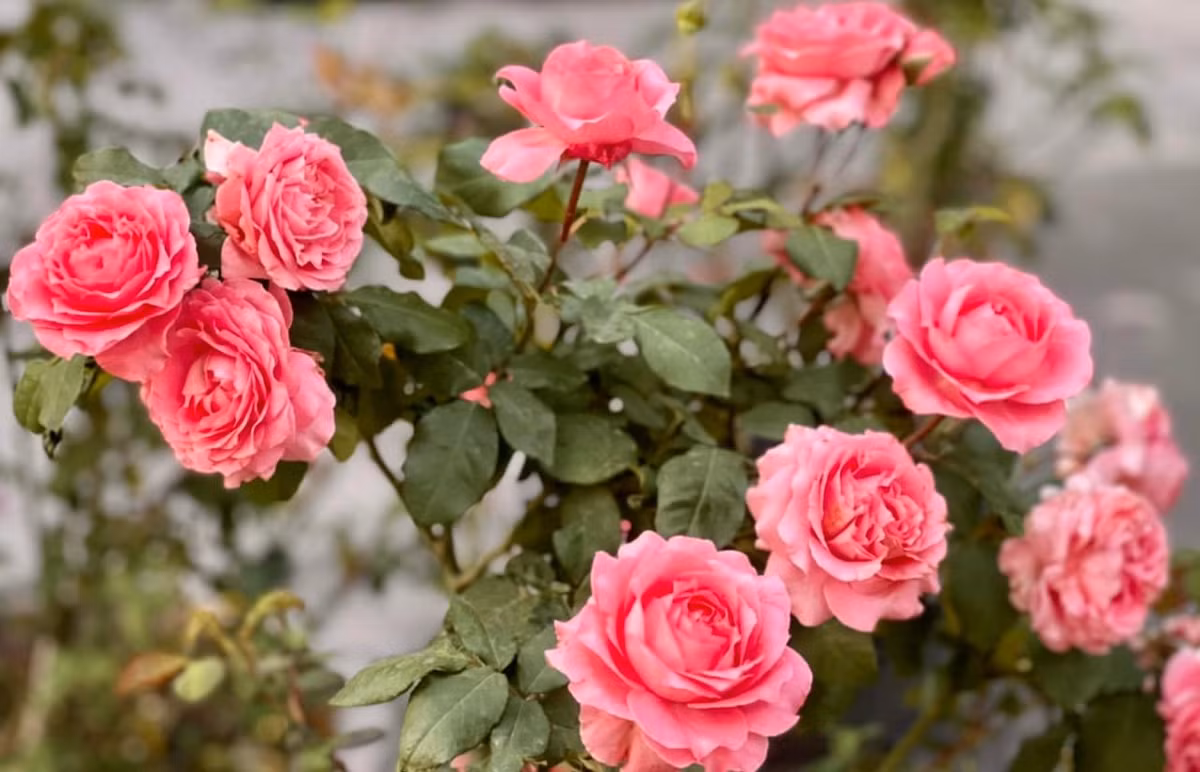 Không chỉ trồng hoa theo cụm, chị Dạ Thảo còn phối giống, chăm bón và tự tay chọn từng loại đất, phân, chế phẩm hữu cơ để tạo ra không gian xanh rực rỡ nhưng an toàn cho cả gia đình. Ảnh: FB Dạ Thảo