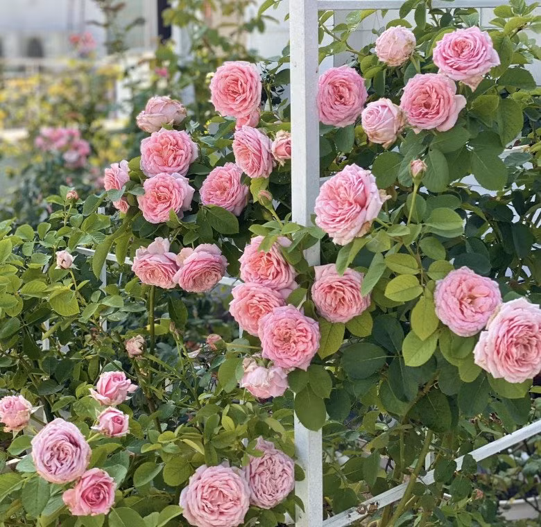 Khu vườn của vợ chồng MC Quyền Linh có hàng trăm gốc hồng ngoại và hồng cổ. Ảnh: FBNV