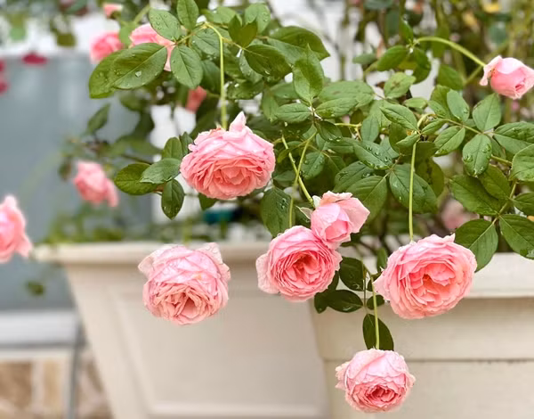 Chính sự kỳ công ấy đã biến khu vườn thành một tác phẩm nghệ thuật sống động, khiến ai nhìn cũng ao ước có được một khu vườn tương tự. Ảnh: FBNV