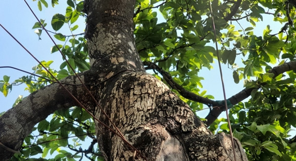 Đáng chú ý, từng có người trả 2 tỷ đồng để sở hữu cây thị nhưng anh Tùng không bán. Ảnh: Người đưa tin