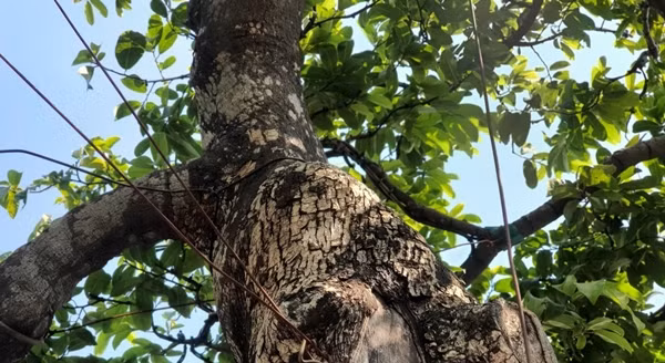 Đáng chú ý, từng có người trả 2 tỷ đồng để sở hữu cây thị nhưng anh Tùng không bán. Ảnh: Người đưa tin