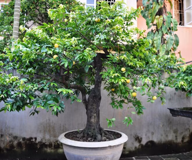 Ngày nay, cây thị được đưa lên chậu thành bonsai với nhiều dáng thế độc lạ vừa cho quả đẹp, vừa thơm ngát. Ảnh: Internet