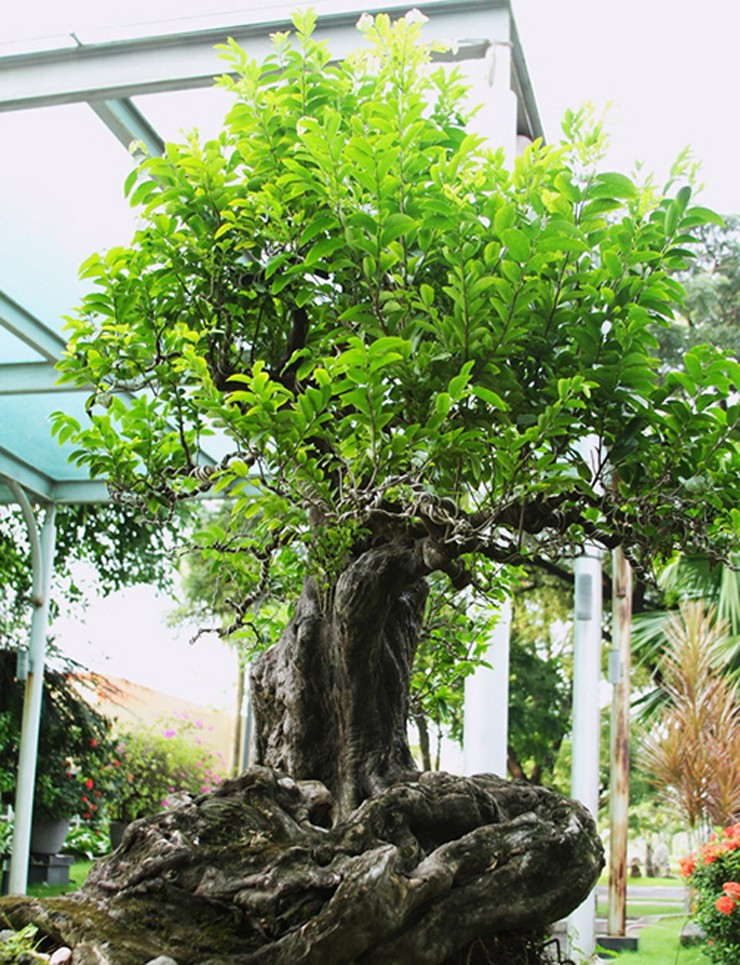 Tùy vào dáng thế mà thị bonsai có giá khác nhau, từ vài trăm nghìn đến vài triệu trồng, thậm chí cả trăm triệu đồng. Ảnh: Dân Việt