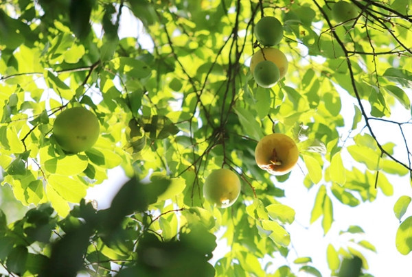 Thị là loại cây quen thuộc tại các vùng quê ở Việt Nam. Cây thị thường được trồng để lấy bóng mát và cho quả thơm nức. Ảnh: Khu vườn xanh