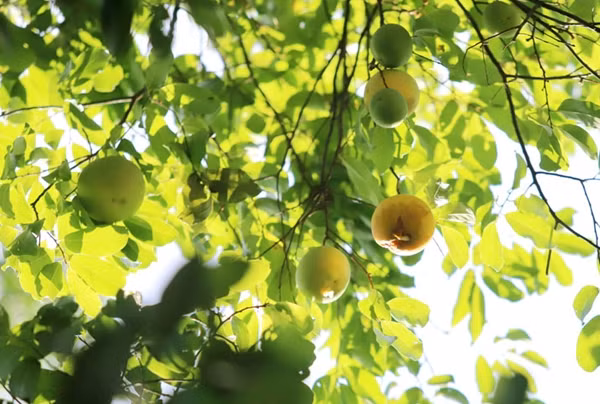 Thị là loại cây quen thuộc tại các vùng quê ở Việt Nam. Cây thị thường được trồng để lấy bóng mát và cho quả thơm nức. Ảnh: Khu vườn xanh