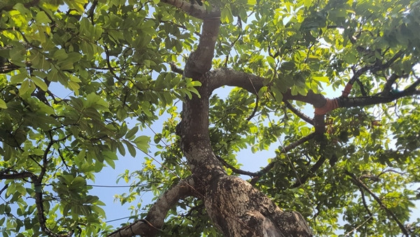 Toàn bộ phần thân, tay cành của cây thị đều hoàn toàn tự nhiên, không có sự tác động của con người. Ảnh: Người đưa tin