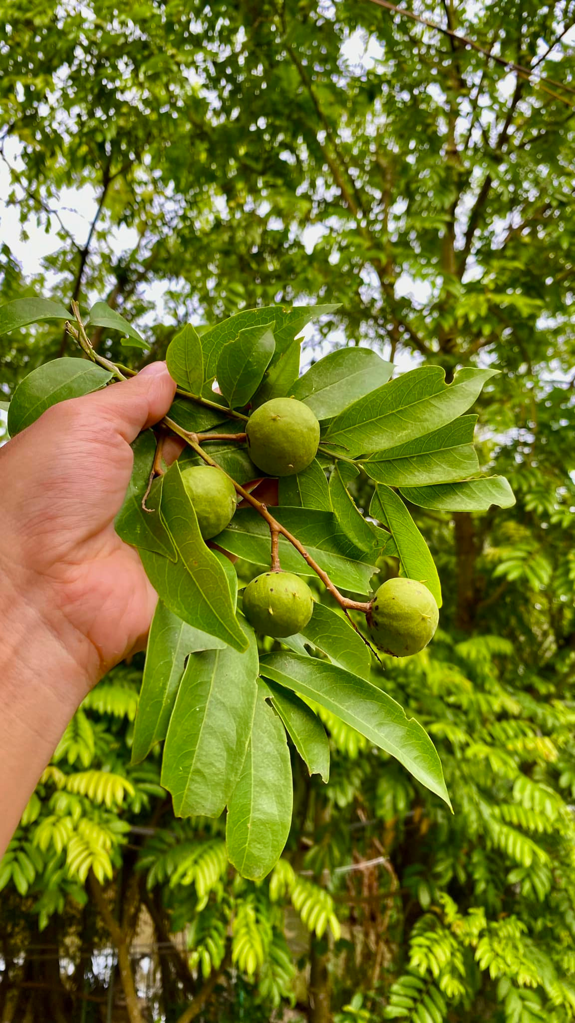 Đạo diễn Hiếu Vick khoe sấu tươi trong vườn "ứa nước miếng". Ảnh: FBNV