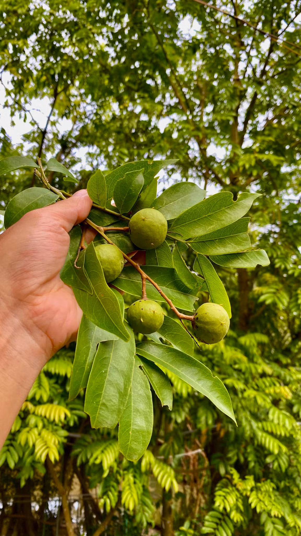 Đạo diễn Hiếu Vick khoe sấu tươi trong vườn "ứa nước miếng". Ảnh: FBNV