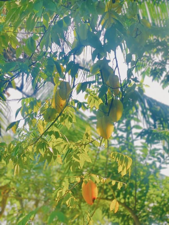 Khế sai trĩu quả. Ảnh: FBNV