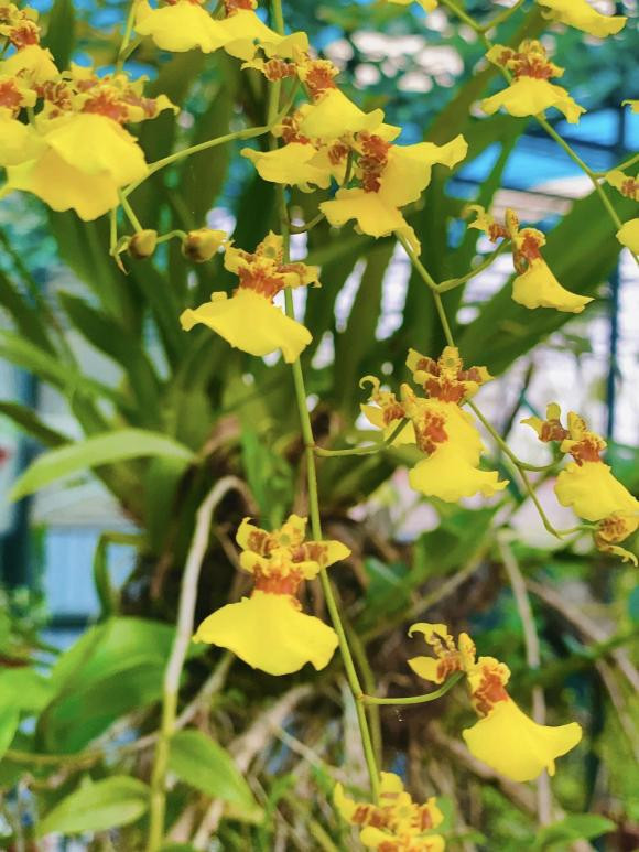 Giò lan nào cũng bung nở rực rỡ. Ảnh: FBNV