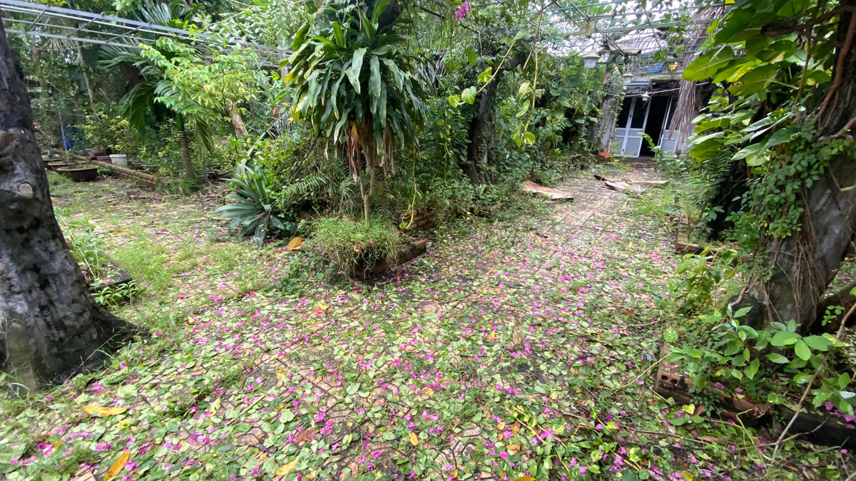 Khu vườn xơ xác sau khi cơn bão số 3 năm ngoái tràn qua. Ảnh: FBNV