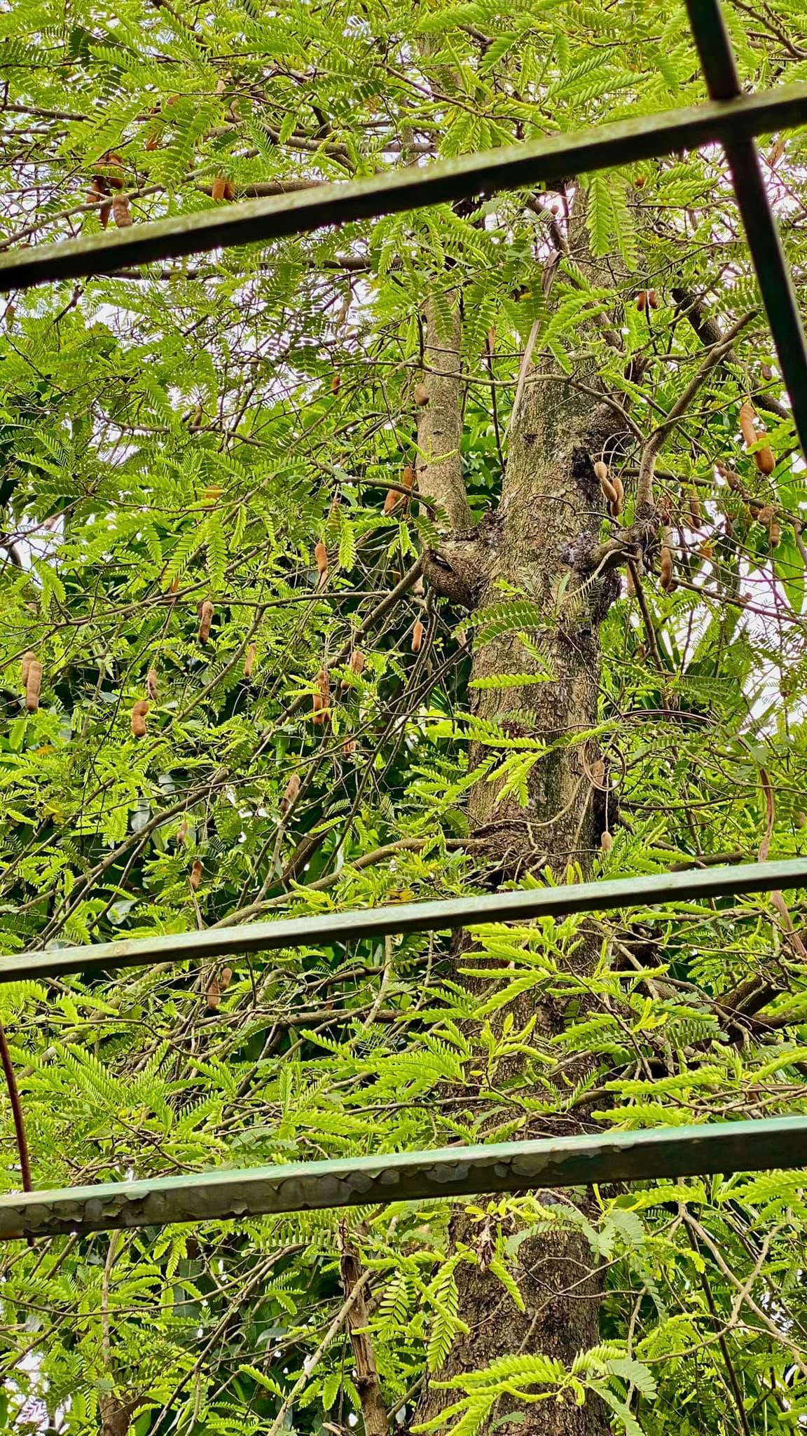 Cây me cổ thụ cho nhiều trái. Ảnh: FBNV