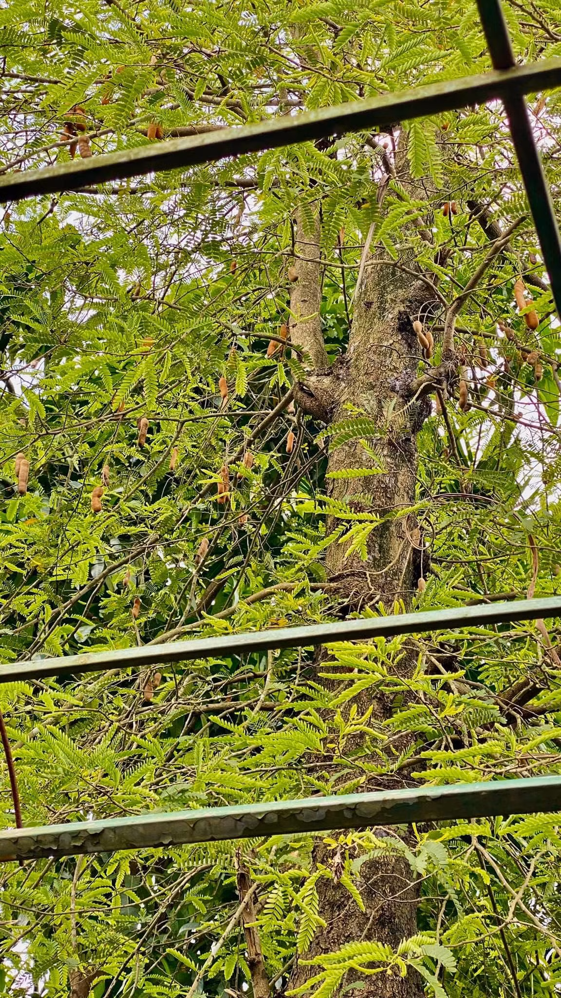 Cây me cổ thụ cho nhiều trái. Ảnh: FBNV