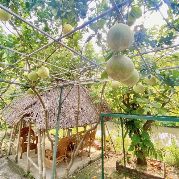 Bưởi sai trĩu quả. Ảnh: FBNV