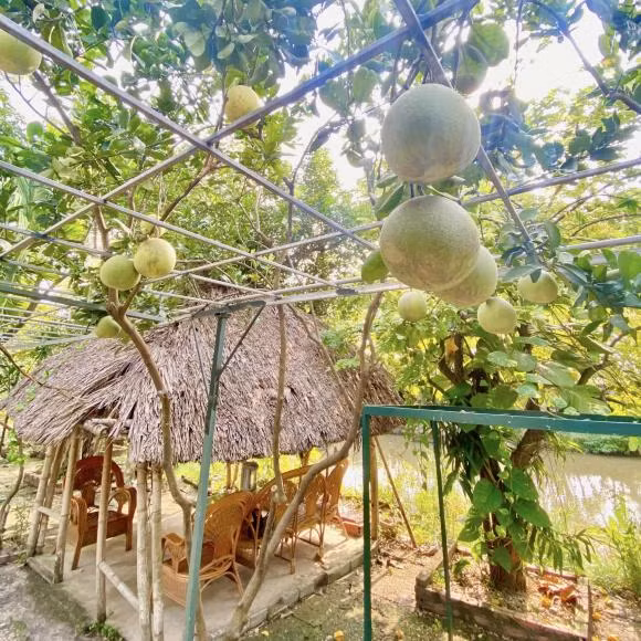 Bưởi sai trĩu quả. Ảnh: FBNV