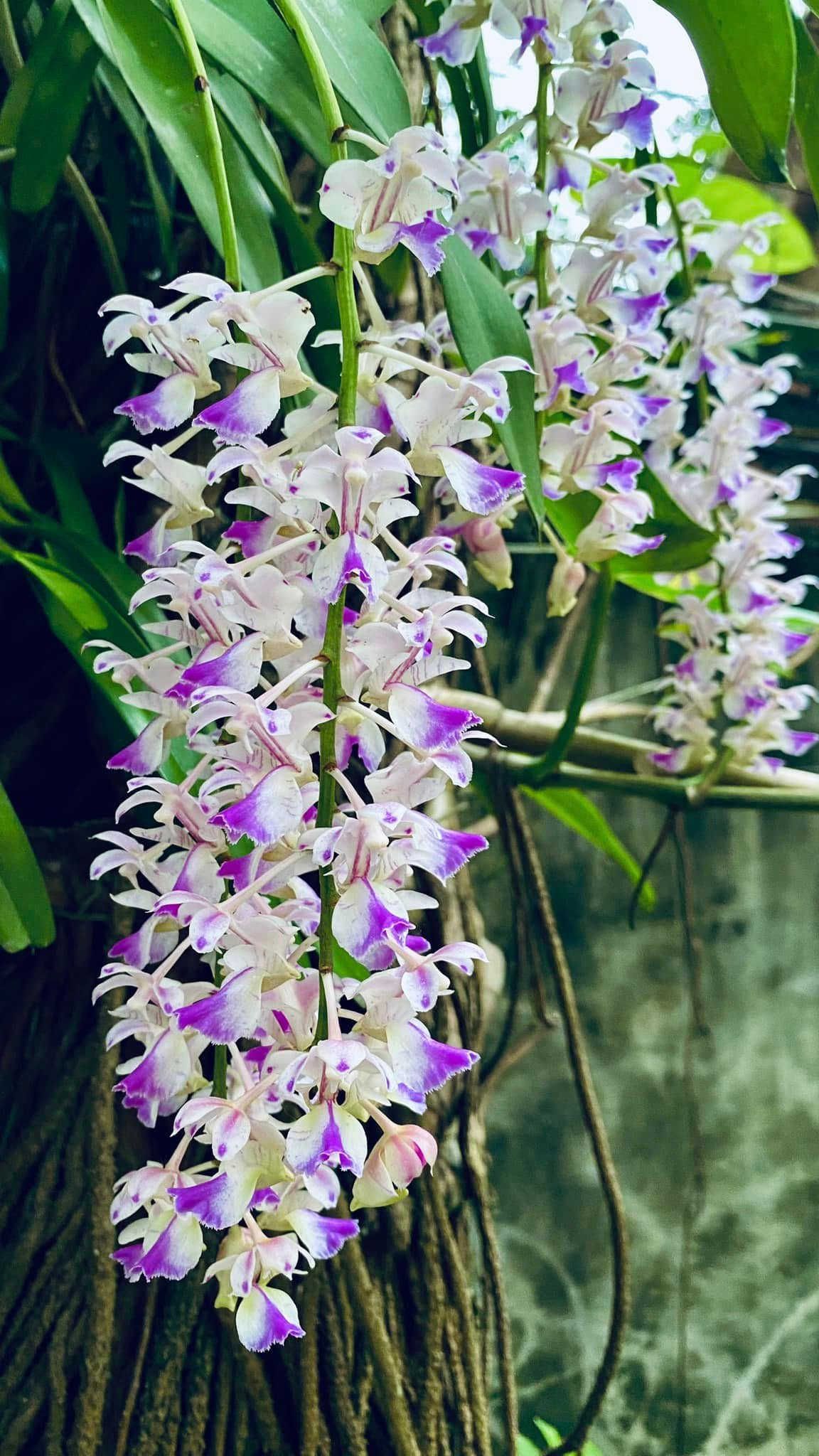 Khu vườn của cố nghệ sĩ Giang Còi có nhiều loại lan. Ảnh: FBNV