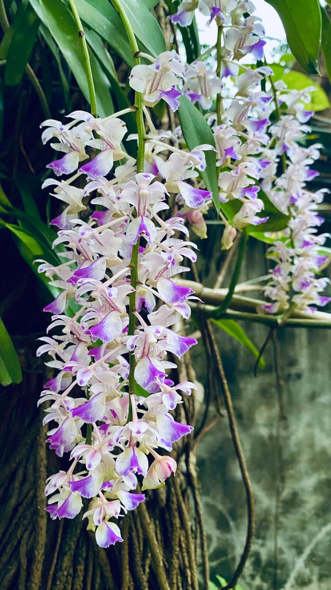 Khu vườn của cố nghệ sĩ Giang Còi có nhiều loại lan. Ảnh: FBNV