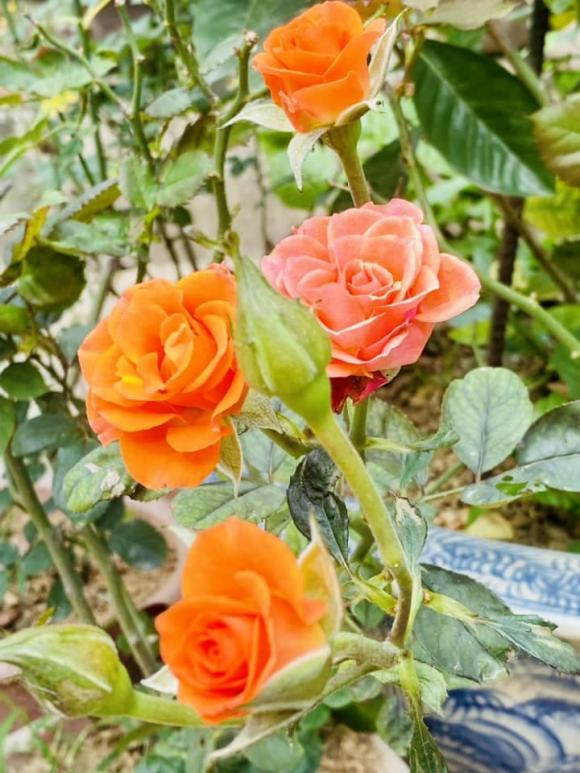 Hoa hồng bung nở rực rỡ. Ảnh: FBNV