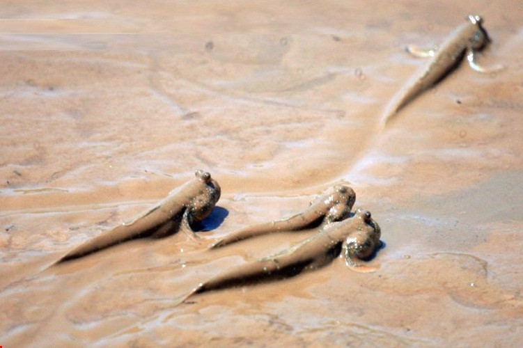 Trước kia, cá lác có nhiều nhưng không mang lại giá trị kinh tế, thậm chí lúc nhiều ăn không hết còn đem cho lợn gà ăn. Ảnh: Anhp