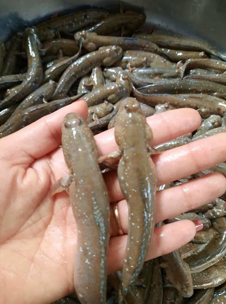 Nhưng hiện nay, cá lác khá hiếm, được bán với giá cao từ 200.000 - 350.000 đồng/kg, tùy thời điểm. Ảnh: Facebook